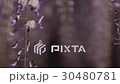 Wisteria 30480781