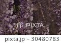 Wisteria 30480783
