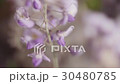 Wisteria 30480785