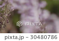 Wisteria 30480786
