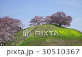 桜　埼玉古墳群　散策 30510367