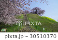 桜　埼玉古墳群　散策 30510370