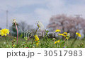 Dandelions standing in the wind 30517983