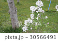 りんごの花 30566491