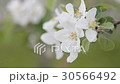 りんごの花 30566492