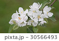 りんごの花 30566493