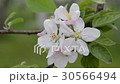りんごの花 30566494