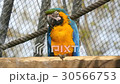 Macaw, blue and yellow, Ara Ararauna 30566753