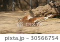 Guanaco, Lama Guanicoe 30566754