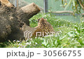 Cheetah resting lying on the grass, Acinonyx jubat 30566755