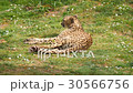 Cheetah resting lying on the grass, Acinonyx jubat 30566756