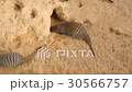 Banded mongoose family, Mungos mungo 30566757