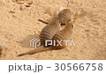 Banded mongoose family, Mungos mungo 30566758