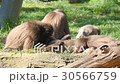 Family of monkeys playing 30566759
