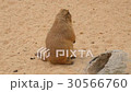 Black-Tailed prairie dog, Cynomys ludovicianus 30566760