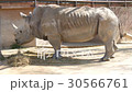 Rhinoceros eating grass, Ceratotherium Simun 30566761