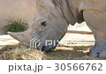 Rhinoceros eating grass, Ceratotherium Simun 30566762