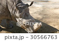 Rhinoceros eating grass, Ceratotherium Simun 30566763