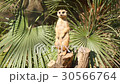 Meerkat to the sun prying, Suricata suricatta 30566764