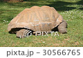 Giant turtle eating grass, Tortoise Aldabra giant 30566765