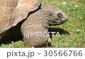 Giant turtle eating grass, Tortoise Aldabra giant 30566766