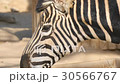 Chapman Zebra eating grass, Equus Burchelli Chapma 30566767