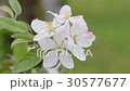 りんごの花 30577677
