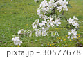 りんごの花 30577678