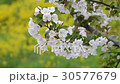 りんごの花 30577679