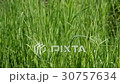 A field of grass with blowing wind  30757634