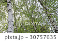 Beautiful birch trees in a summer forest  30757635