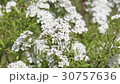 Beautiful jasmine white flowers  30757636