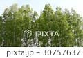 Birch trees swaying at the wind  30757637