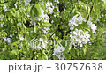 Blooming bird-cherry tree  30757638