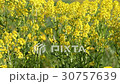 Blooming canola at spring  30757639