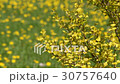 Branches of the weeping bush  30757640