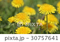 Close-up view of the beautiful yellow dandelio 30757641