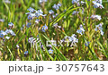 Wild forget -me-not twigs  30757643