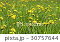 Yellow flower heads of sow-thistle on spring m 30757644