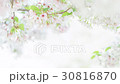 Cherry Blossoms	 30816870