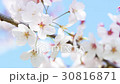 Cherry Blossoms	 30816871