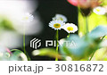 Spring flower  30816872