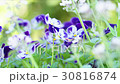 Viola 30816874