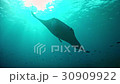 Diving in Maldives - Manta ray 30909922