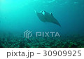 Diving in Maldives - Manta ray 30909925