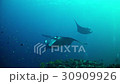 Diving in Maldives - Manta ray 30909926
