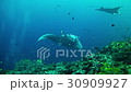 Diving in Maldives - Manta ray 30909927
