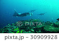 Diving in Maldives - Manta ray 30909928