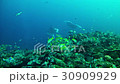 Diving in Maldives - Manta ray 30909929
