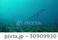Diving in Maldives - Manta ray 30909930